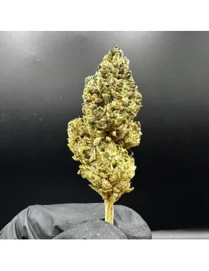 Fleur de CBD - Legendary Lemon | Fleurs CBD Top Shelf – Sélection P... Fleur de CBD - Legendary Lemon-Fleurs CBD Top Shelf – Sélection Premium 🏆-L'ours Vert