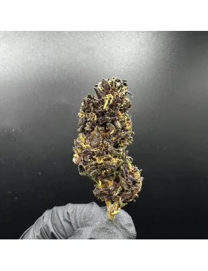 Fleur de CBD - Tarmac-Fleurs CBD - Top Shelf 🏆-L'ours Vert