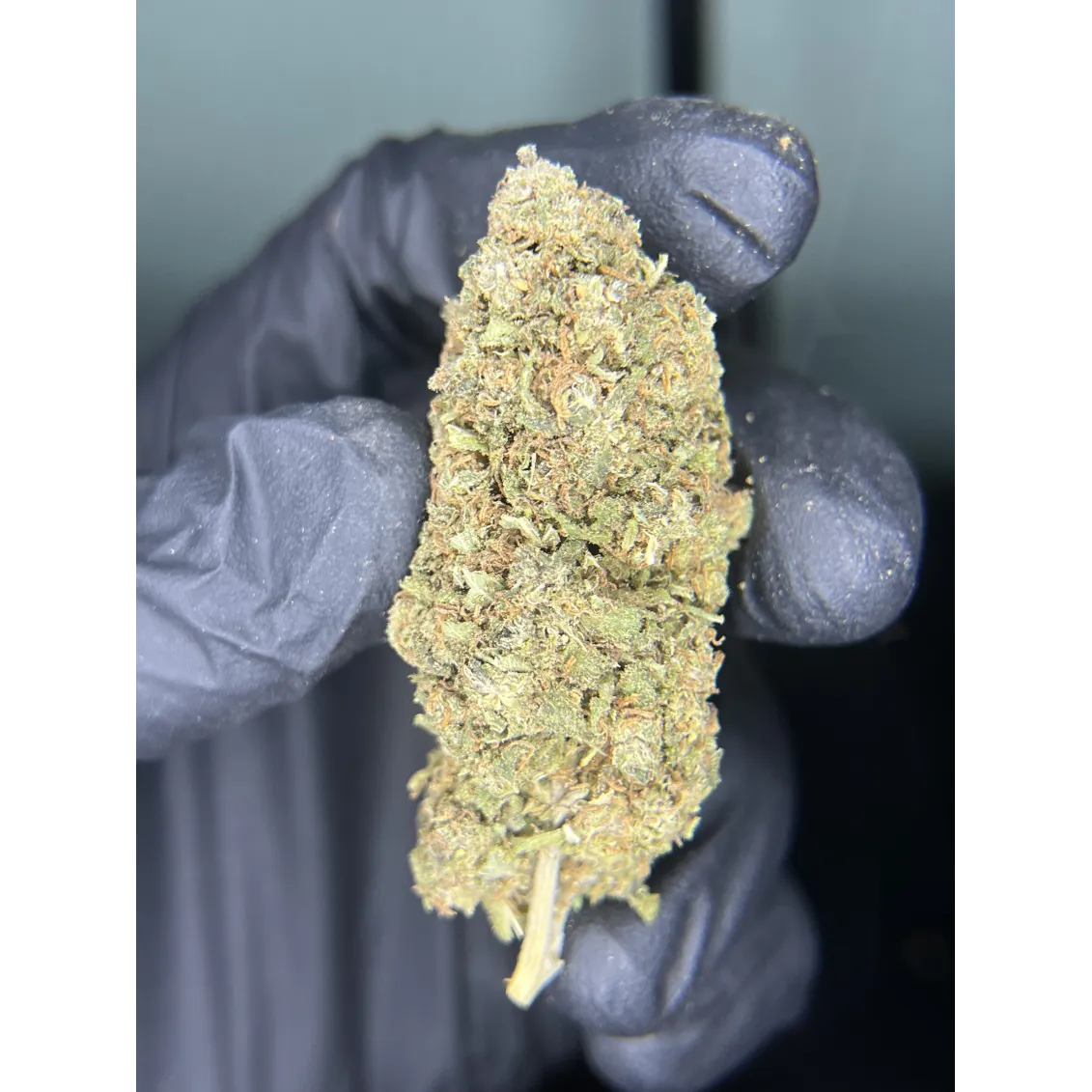 Fleur CBD - Lemon Kush-Fleurs CBD-L'ours Vert