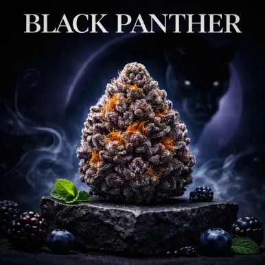 Fleur de CBD - Black Panther | Top Shelf 🏆 | lours-vert.fr