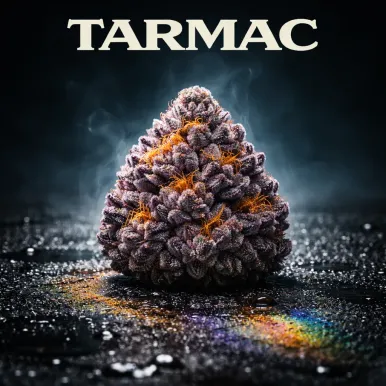 Fleur de CBD - Tarmac-Fleurs CBD - Top Shelf 🏆-L'ours Vert