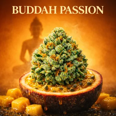 Fleur de CBD - Buddah Passion-Fleurs CBD - Top Shelf 🏆-L'ours Vert