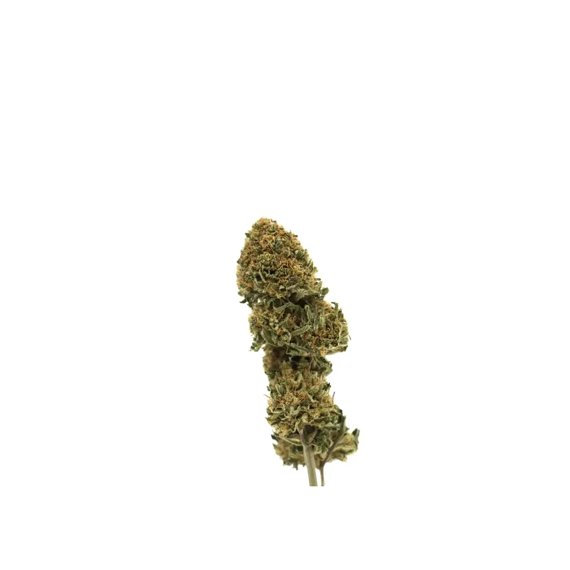 Fleur de CBD - Berry Buddah-Fleurs CBD-L'ours Vert