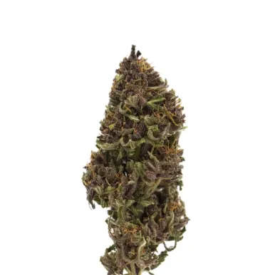 Fleur de CBD - Tropical OG | Grow by L'Ours Vert đ» | lours-vert.fr Fleur de CBD - Tropical OG-Grow by L'Ours Vert đ»-L'ours Vert