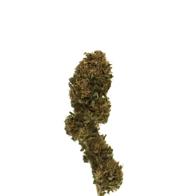 Fleur de CBD - Red Cherry Kush-Grow by L'Ours Vert 🐻-L'ours Vert