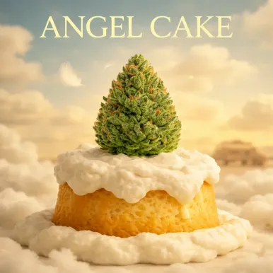 Fleur de CBD - Angel Cake-Fleurs CBD-L'ours Vert