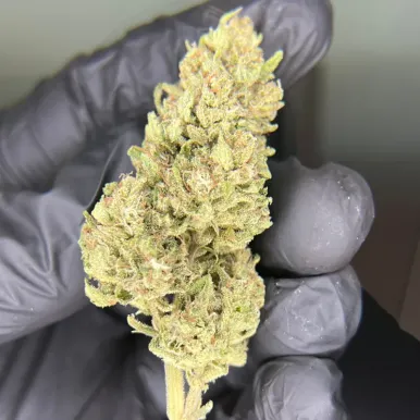 Fleur de CBD - Smoked Pineapple-Fleurs CBD Top Shelf – Sélection Premium 🏆-L'ours Vert