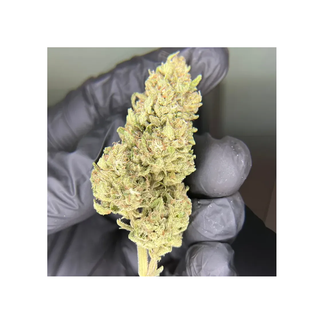 Fleur de CBD - Smoked Pineapple-Fleurs CBD Top Shelf – Sélection Premium 🏆-L'ours Vert