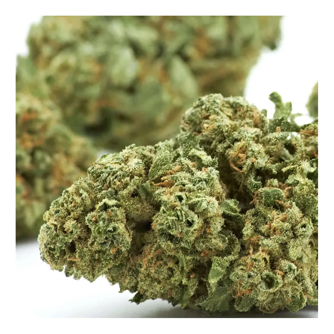 Fleur de CBD - Grape Fruit-Accueil-L'ours Vert