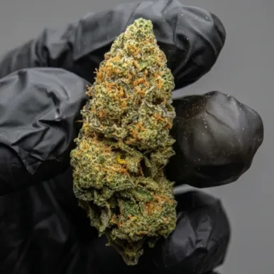 Fleur de CBD - Gas can