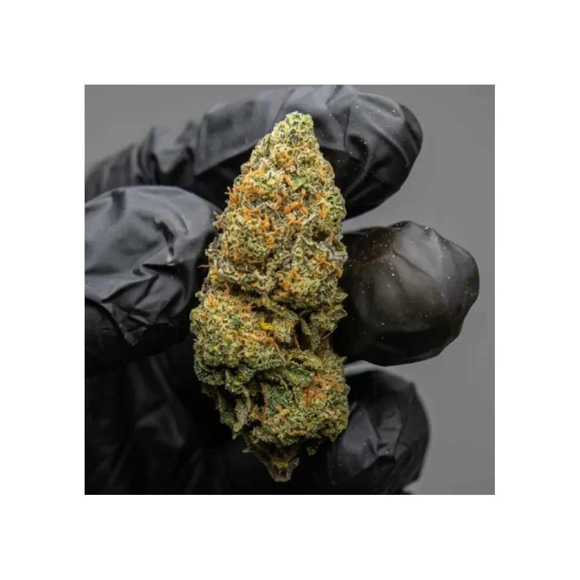 Gas Can CBD | Fleur CBD Premium Française