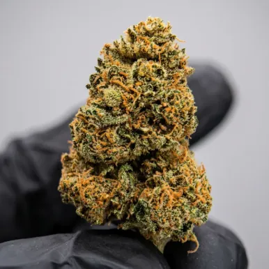 Fleurs CBD - Strawberry Shortcake | Accueil | lours-vert.fr Fleurs CBD - Strawberry Shortcake-Fleurs CBD Top Shelf – Sélection Premium 🏆-L'ours Vert