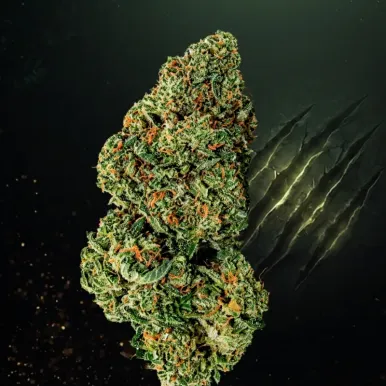 Fleurs CBD - RaspBerry Bear Claw | Accueil | lours-vert.fr