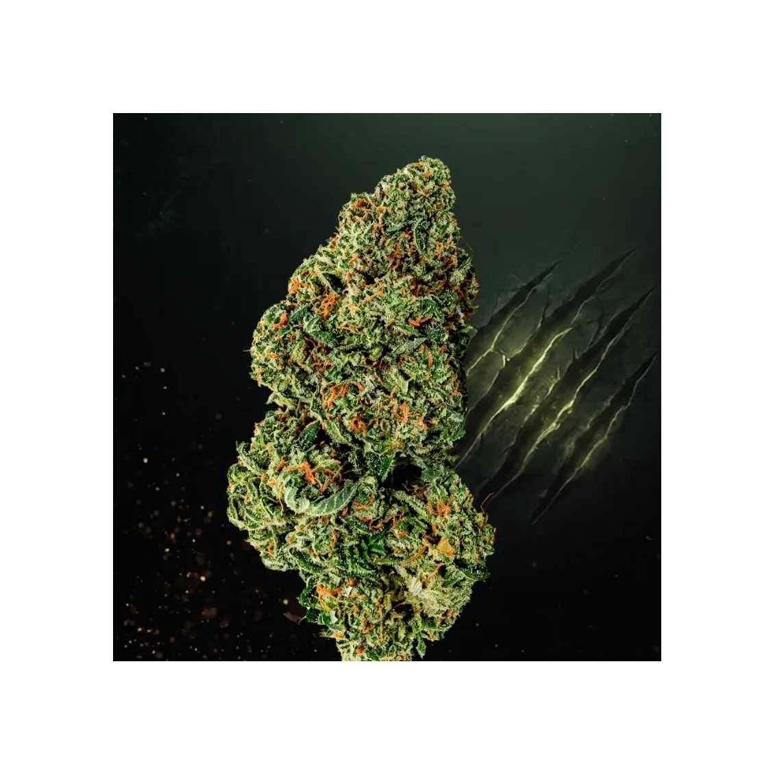 Fleurs CBD - RaspBerry Bear Claw | Accueil | lours-vert.fr