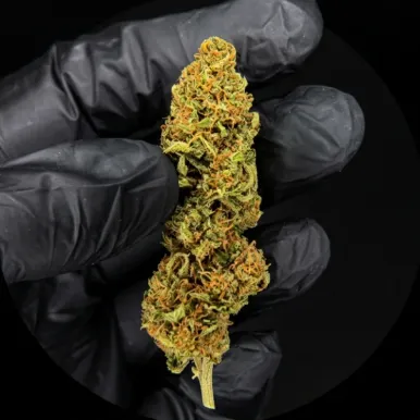 Fleur de CBD - Abacus Grape-Accueil-L'ours Vert