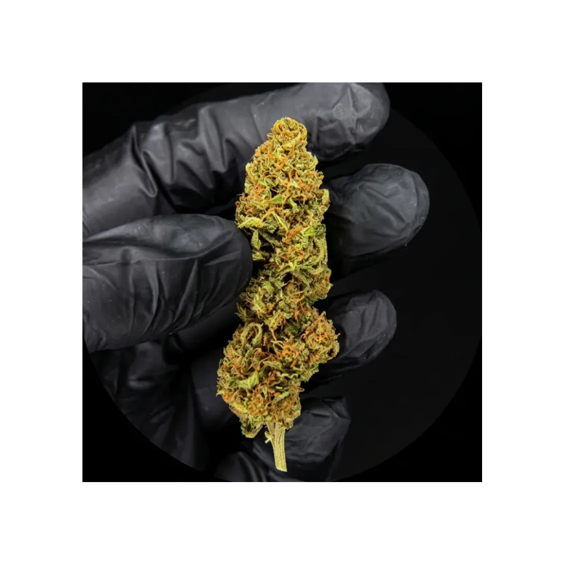 Abacus Grape CBD | Fleur Sol Vivant Française | L'Ours Vert