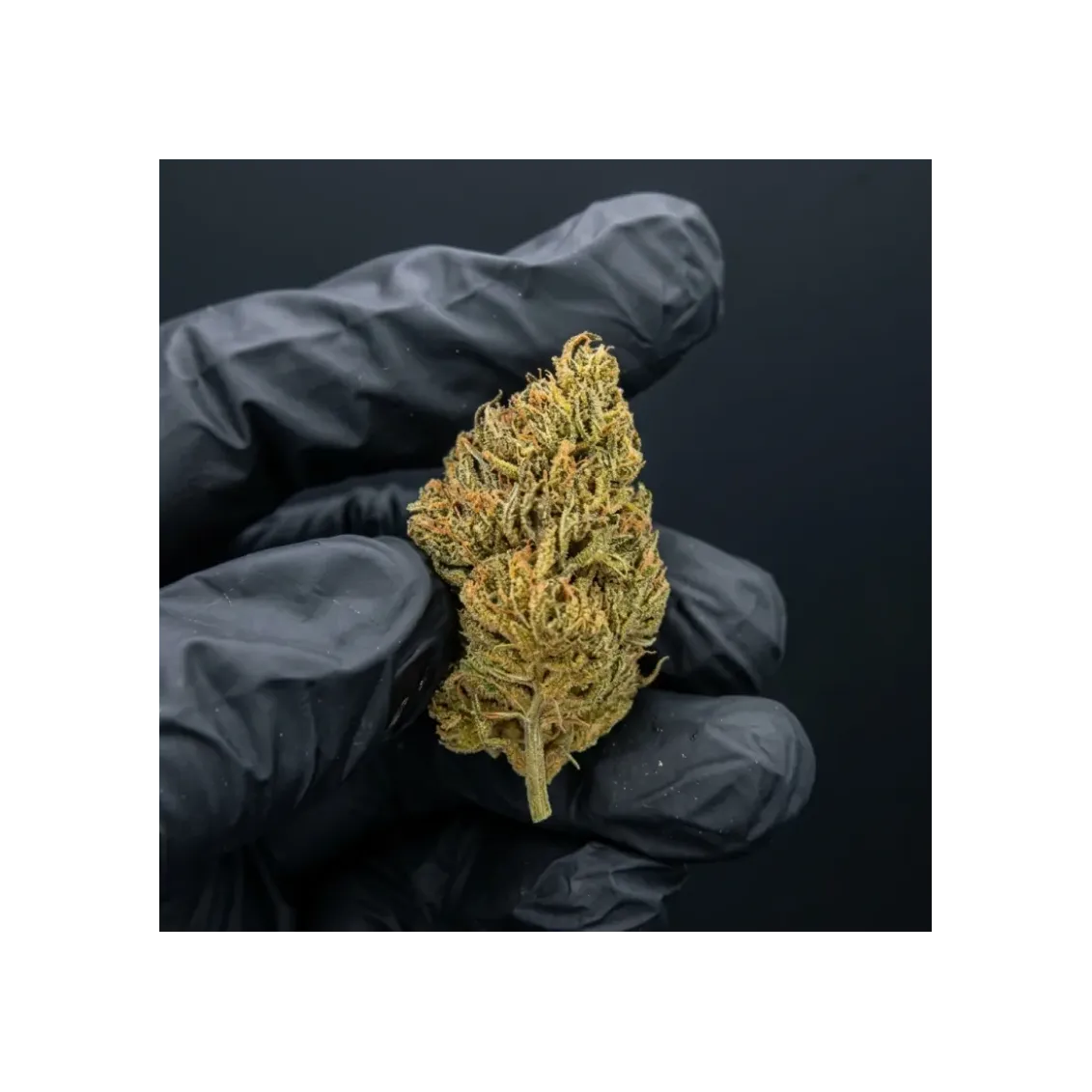 Poncirus Song CBD | Fleur Sol Vivant Agrumes | L'Ours Vert