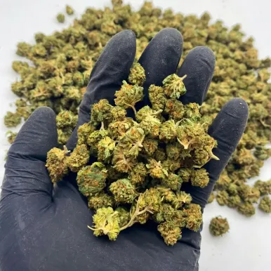 Small Bud - Orange Bud | Fleurs CBD | lours-vert.fr