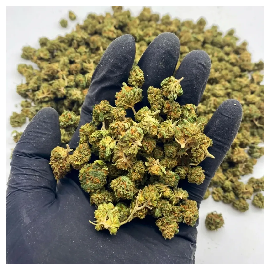 Small Bud - Orange Bud | Fleurs CBD | lours-vert.fr