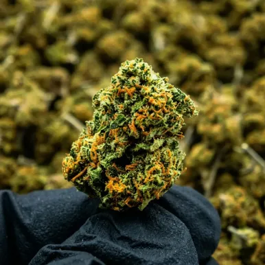 Small Bud - Cannatonic | Fleurs CBD | lours-vert.fr