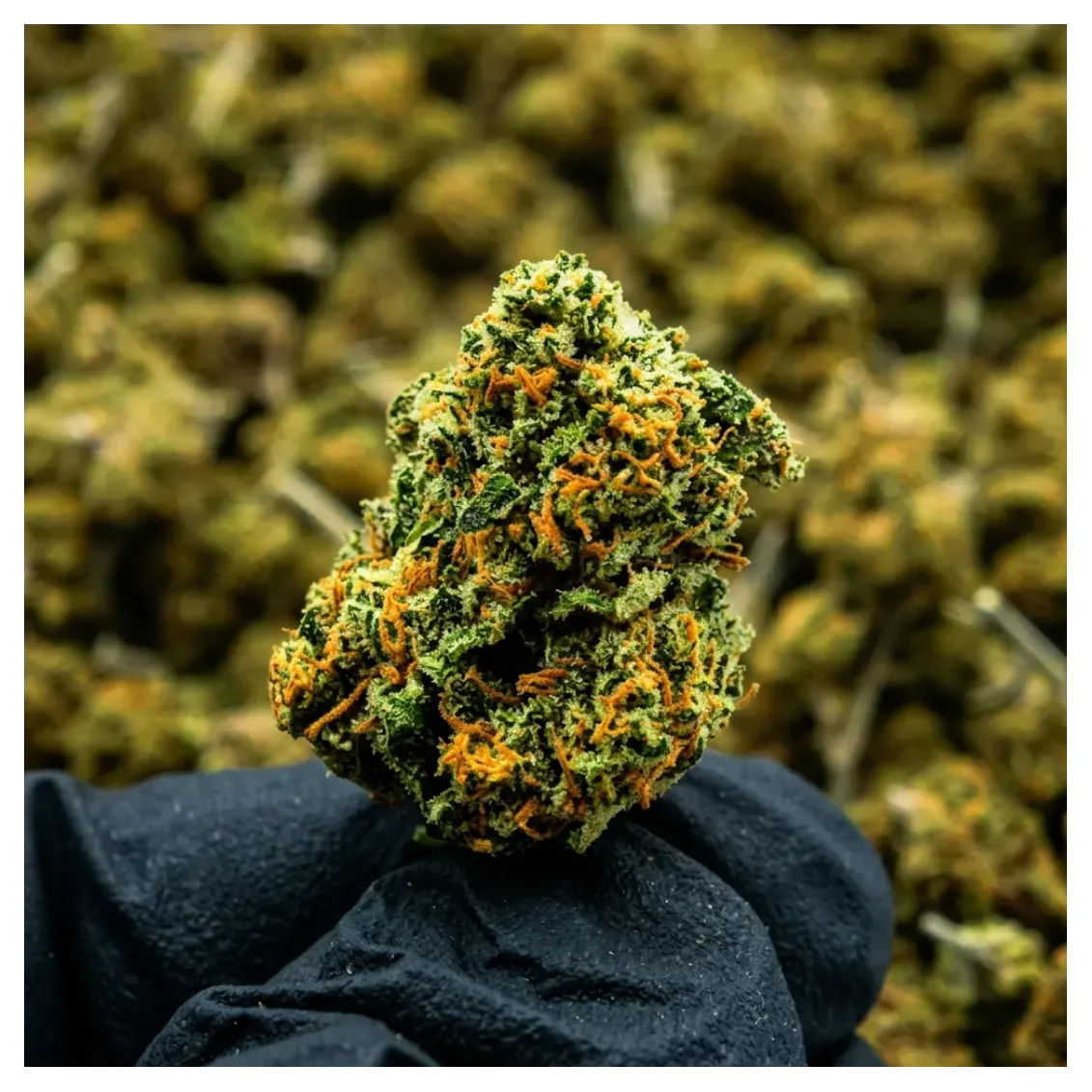 Small Bud - Cannatonic | Fleurs CBD | lours-vert.fr