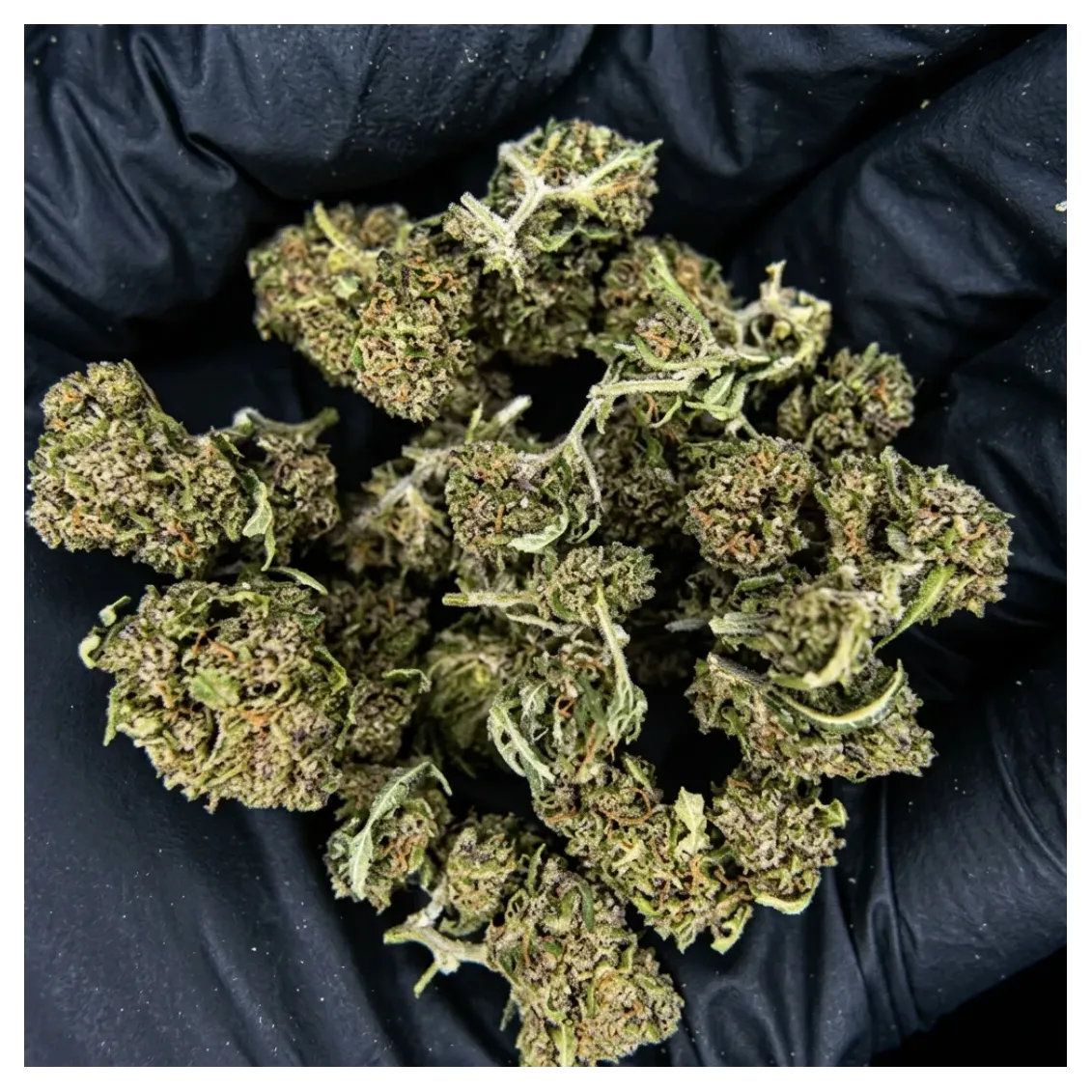 Small Bud - Grape Juice | Fleurs CBD | lours-vert.fr Small Bud - Grape Juice-Fleurs CBD-L'ours Vert