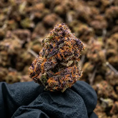 Small Bud - Tropical | Fleurs CBD | lours-vert.fr Small Bud - Tropical-Fleurs CBD-L'ours Vert