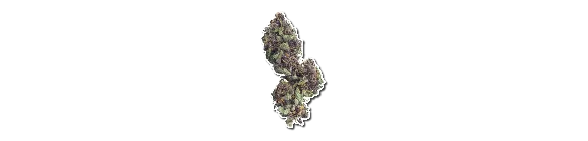 Fleurs CBD Top Shelf – Sélection Premium 🏆