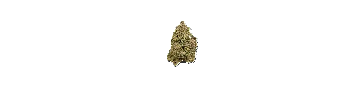 Fleurs CBD Classiques – L’Équilibre Parfait 🥇