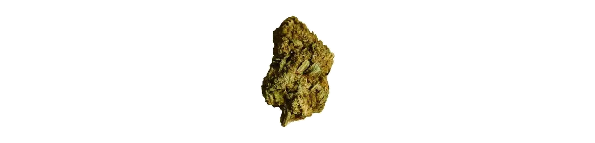 Grow by L’Ours Vert – Fleurs CBD Signature 🐻