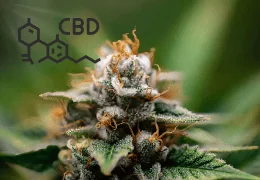 🌿 Qu’est-ce que le Cannabidiol (CBD) ? Le guide complet, clair et scientifique