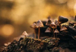 🍄 Les Champignons Médicinaux : un allié naturel pour le bien-être moderne