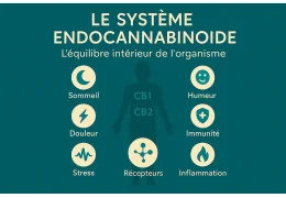 🌿 Le système endocannabinoïde : un mécanisme essentiel, présent chez tous les mammifères
