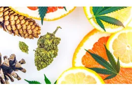 🌸 Les flavonoïdes : ces molécules méconnues qui colorent et protègent le chanvre