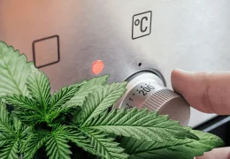 🔥 Décarboxylation du CBD : la clé pour activer vos fleurs avant la cuisine