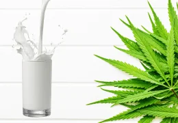 🥛Lait infusé au CBD : une base douce et gourmande pour toutes vos recettes