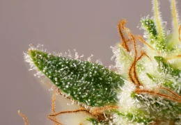 ❄️🔬 Trichomes : ces minuscules cristaux qui révèlent toute la richesse du chanvre